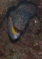 Gymnothorax nudivomer