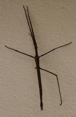 Bactrododema