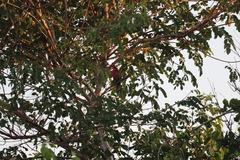 Rhodinocichla rosea