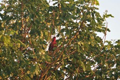 Rhodinocichla rosea