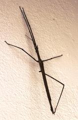 Bactrododema
