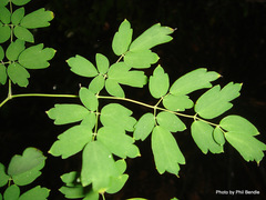 Thalictrum delavayi