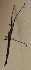 Bactrododema