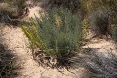 Rafnia spicata