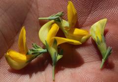 Rafnia spicata
