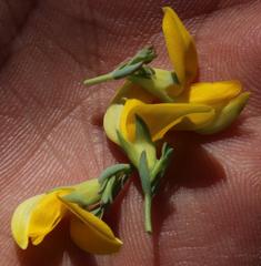 Rafnia spicata