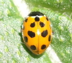 Hippodamia variegata