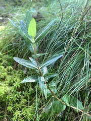 Kalmia polifolia