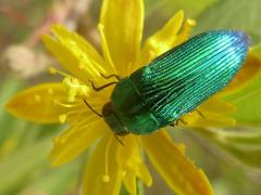 Acmaeodera viridaenea