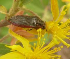 Acmaeodera brooksi brooksi