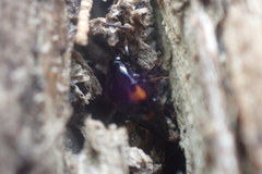 Scaphidium