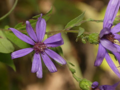Symphyotrichum phlogifolium