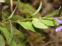 Symphyotrichum phlogifolium