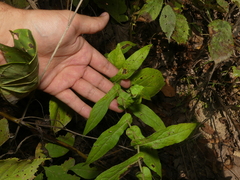 Symphyotrichum phlogifolium