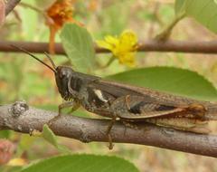 Catantopinae