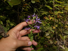 Symphyotrichum phlogifolium