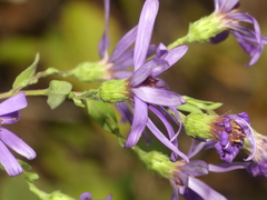 Symphyotrichum phlogifolium
