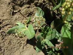 Xysmalobium parviflorum