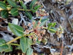 Xysmalobium parviflorum