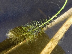Hippuris vulgaris