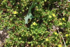 Potentilla rivalis