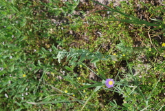 Chenopodium leptophyllum