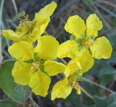 Sphedamnocarpus pruriens pruriens