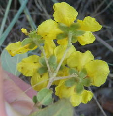 Sphedamnocarpus pruriens pruriens