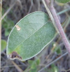 Sphedamnocarpus pruriens pruriens