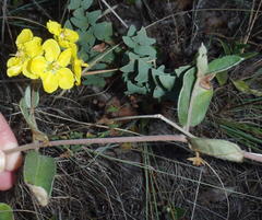 Sphedamnocarpus pruriens pruriens