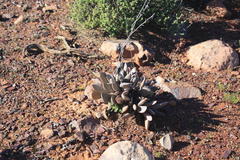 Adromischus alstonii