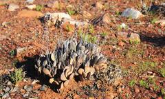 Adromischus alstonii