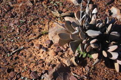 Adromischus alstonii