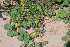 Rorippa sinuata