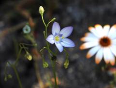 Wahlenbergia androsacea