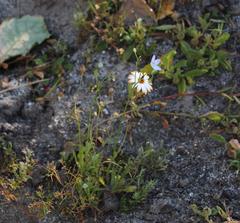 Wahlenbergia androsacea