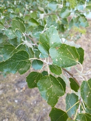 Populus