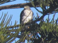 Accipiter tachiro tachiro