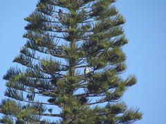 Accipiter tachiro tachiro