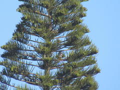 Accipiter tachiro tachiro