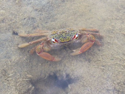 Hemiplax hirtipes