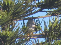 Accipiter tachiro tachiro