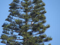 Accipiter tachiro tachiro