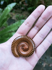 Thyropygus allevatus