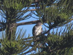 Accipiter tachiro tachiro