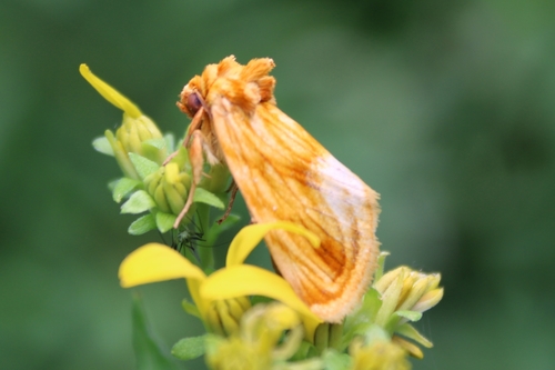 Goldenrod stowaway photo 3