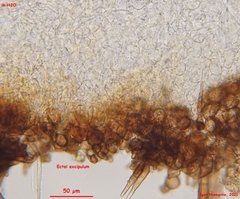 Trichophaea gregaria