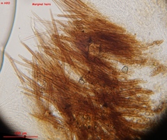 Trichophaea gregaria