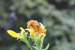 Cirrhophanus triangulifer