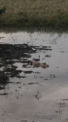Caiman crocodilus crocodilus